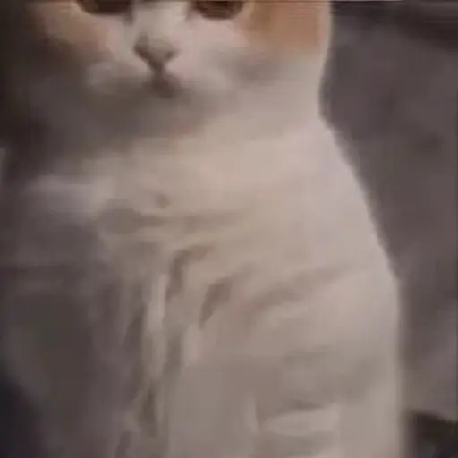 Meme Kucing Imut #2 preview