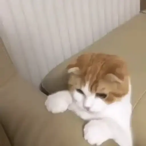 Meme Kucing Imut #2