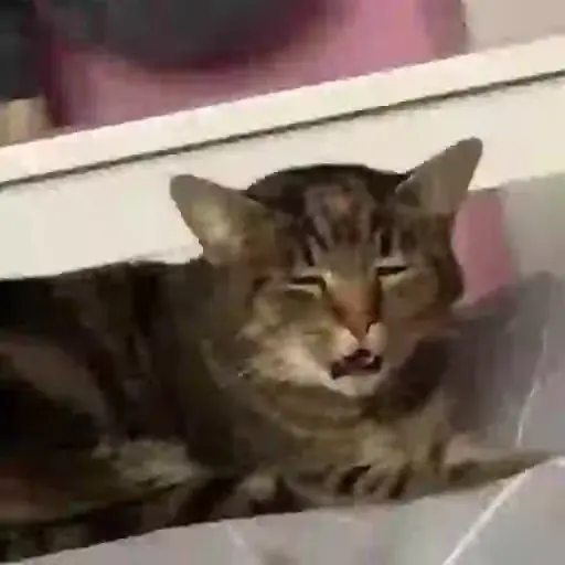 Meme Kucing Imut #2