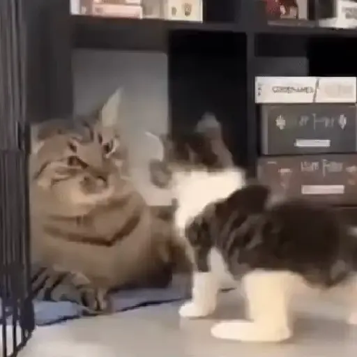 Meme Kucing Imut #2