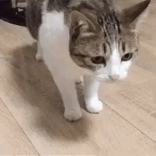 Meme Kucing Imut #2