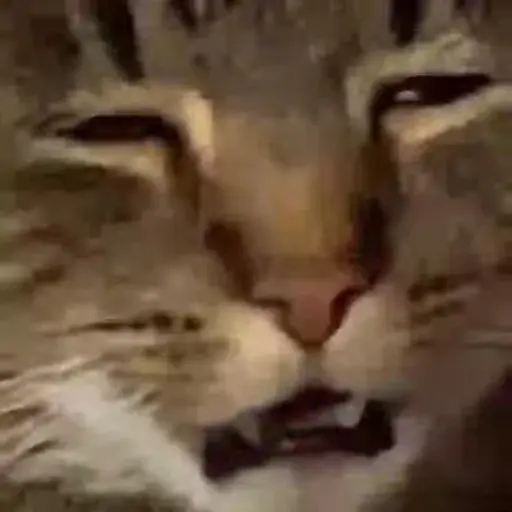 Meme Kucing Imut #2 preview