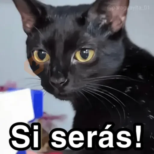 🐈‍⬛🎄LA GATA LOCA🎄Tiktok🎄🐈‍⬛ sticker 18