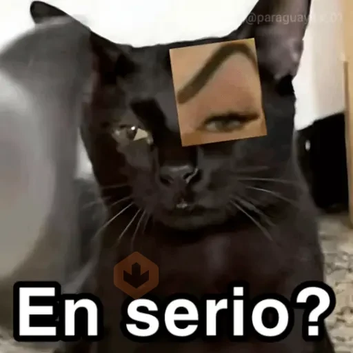 🐈‍⬛🎄LA GATA LOCA🎄Tiktok🎄🐈‍⬛ sticker 24