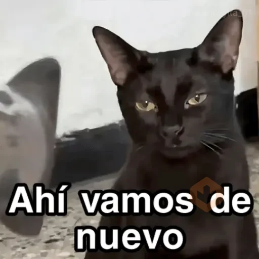 🐈‍⬛🎄LA GATA LOCA🎄Tiktok🎄🐈‍⬛ sticker 13