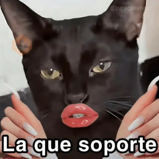 🐈‍⬛🎄LA GATA LOCA🎄Tiktok🎄🐈‍⬛ sticker 23