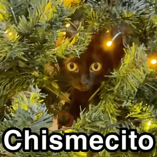 🐈‍⬛🎄LA GATA LOCA🎄Tiktok🎄🐈‍⬛ sticker 26