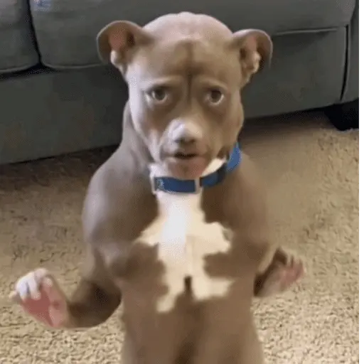 Ratoncito de tiktok