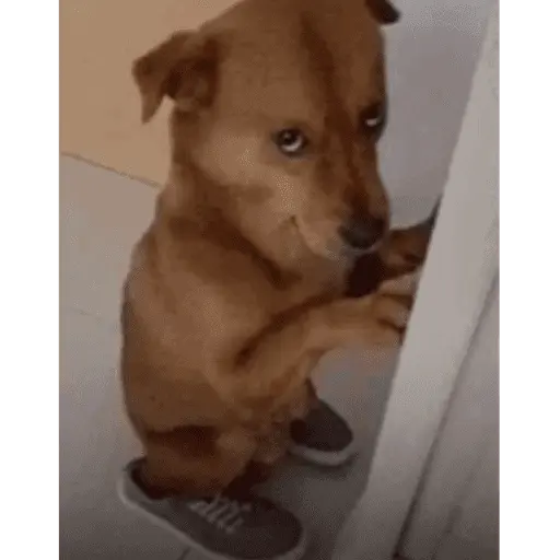 Ratoncito de tiktok