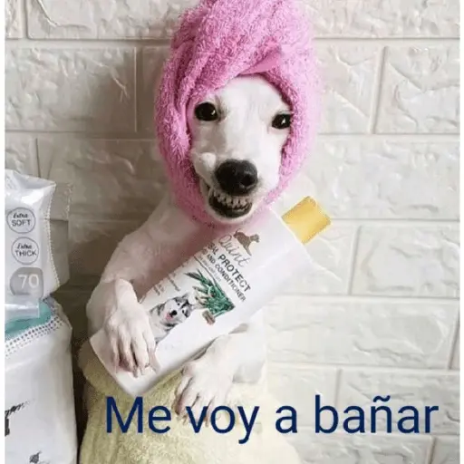 Humor y amor