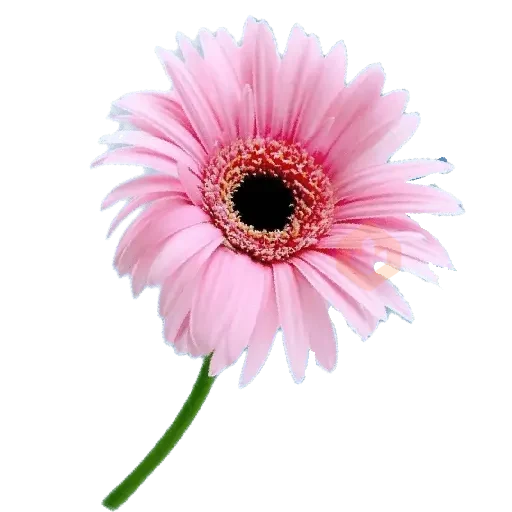 San Valentín 💐 sticker 17