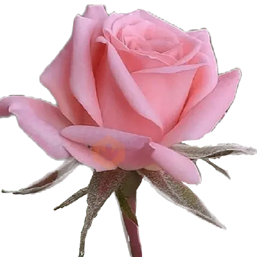 San Valentín 💐 sticker 14