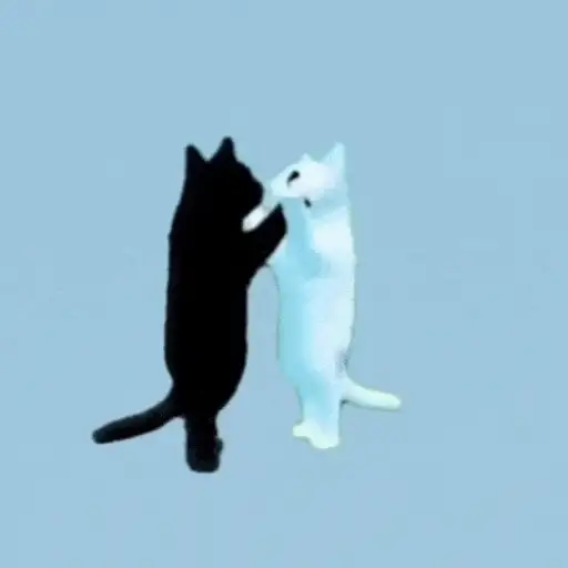 Gatitos lindos para el chat ❤️🐈