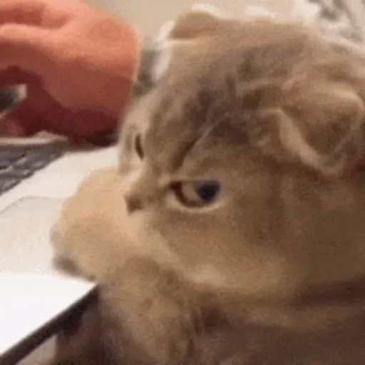 Gatitos lindos para el chat ❤️🐈