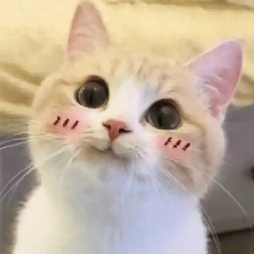 Gatitos lindos para el chat ❤️🐈