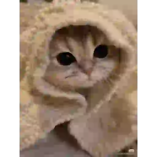 Gatitos lindos para el chat ❤️🐈