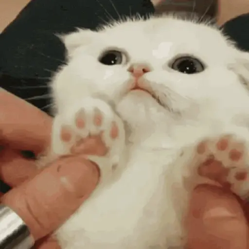 Gatitos lindos para el chat ❤️🐈