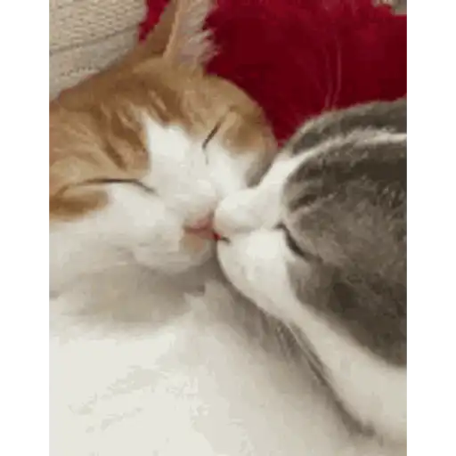 Gatitos lindos para el chat ❤️🐈