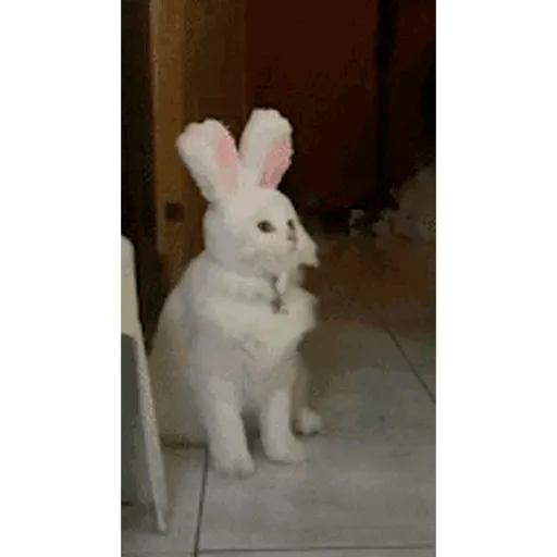 Gatitos lindos para el chat ❤️🐈