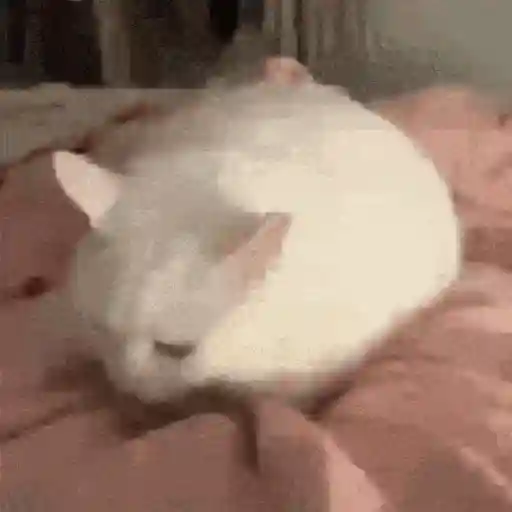 Gatitos lindos para el chat ❤️🐈