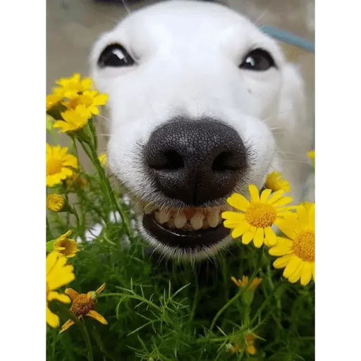 cachorros sorrindo com fro🌸