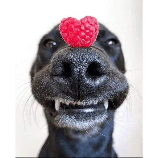 cachorros sorrindo com fro🌸