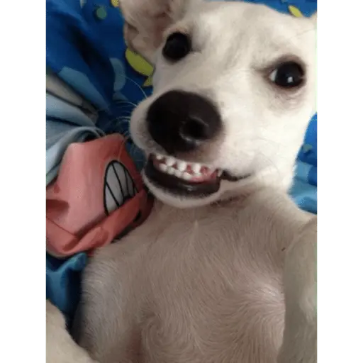 cachorros sorrindo com fro🌸