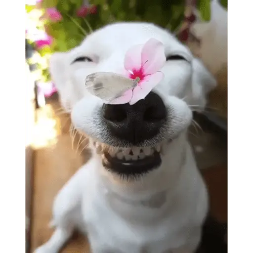 cachorros sorrindo com fro🌸