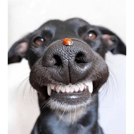 cachorros sorrindo com fro🌸