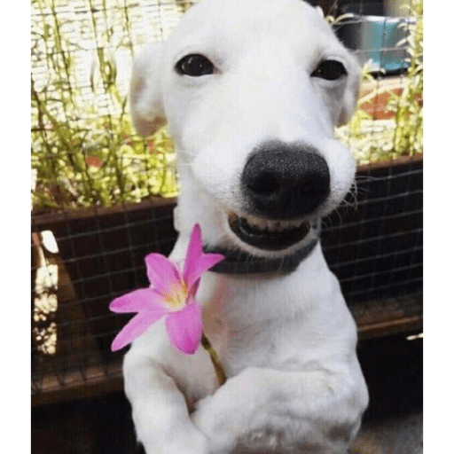 cachorros sorrindo com fro🌸 preview