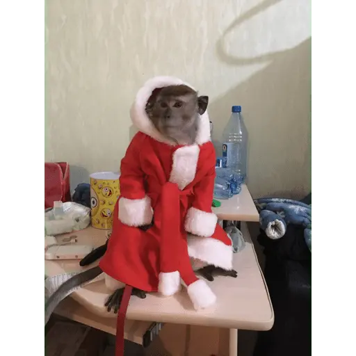 Monitos Navideños ❤️🐒🎄