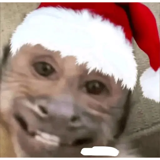 Monitos Navideños ❤️🐒🎄