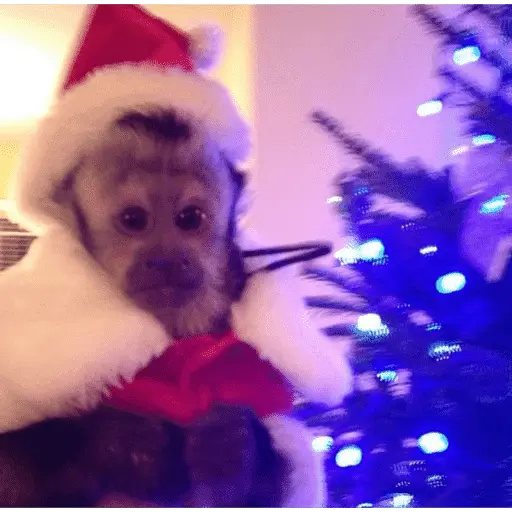 Monitos Navideños ❤️🐒🎄