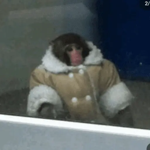 Monitos Navideños ❤️🐒🎄