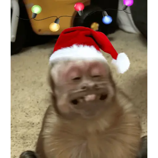 Monitos Navideños ❤️🐒🎄