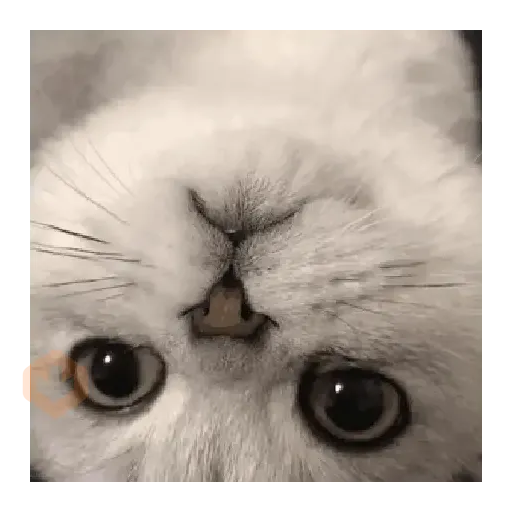 Gatito de amor 2026 😻❤️ sticker 14