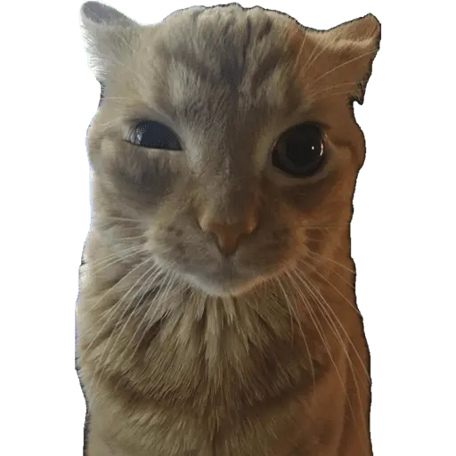 Lupitatt