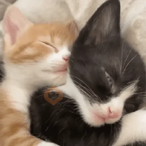 San Valentín 🐱❤️ sticker 13