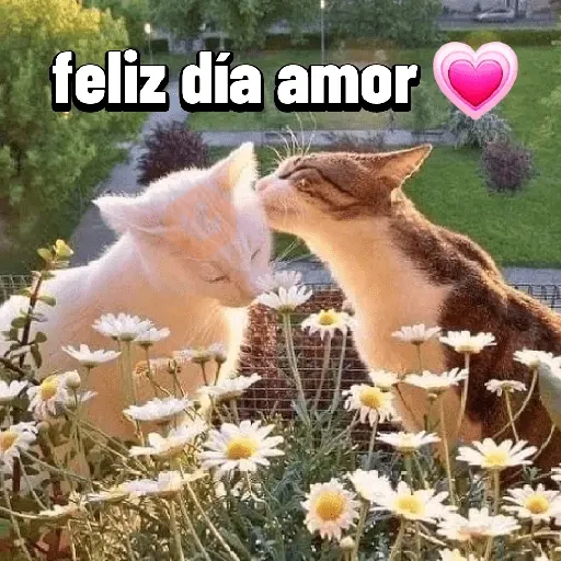 San Valentín 🐱❤️ sticker 20