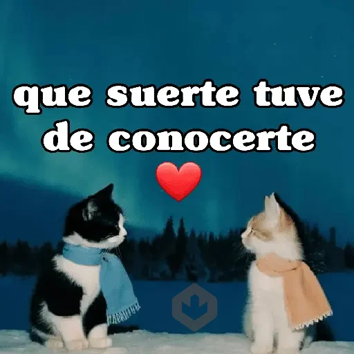 San Valentín 🐱❤️ sticker 16
