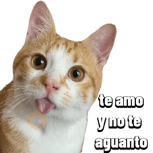San Valentín 🐱❤️ sticker 12