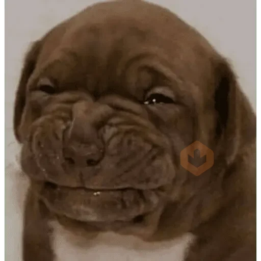 tiktok comments sticker 12