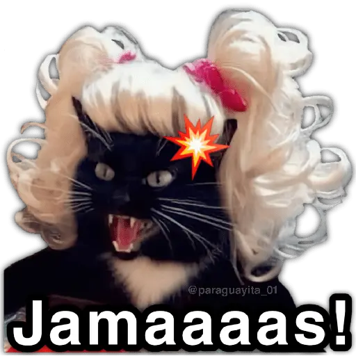 🫵😾🐈‍⬛ JAMÁS!!! 🐈‍⬛😾🫵