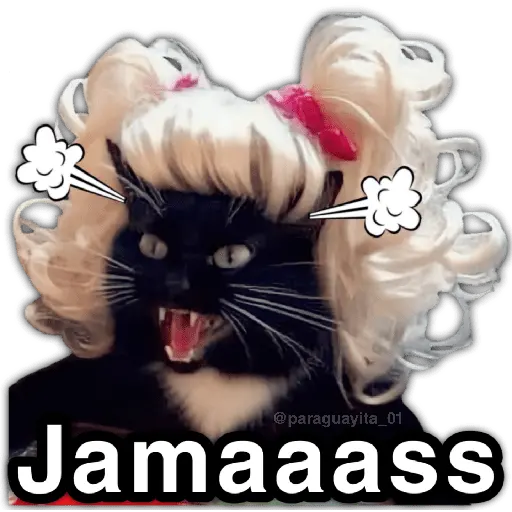 🫵😾🐈‍⬛ JAMÁS!!! 🐈‍⬛😾🫵