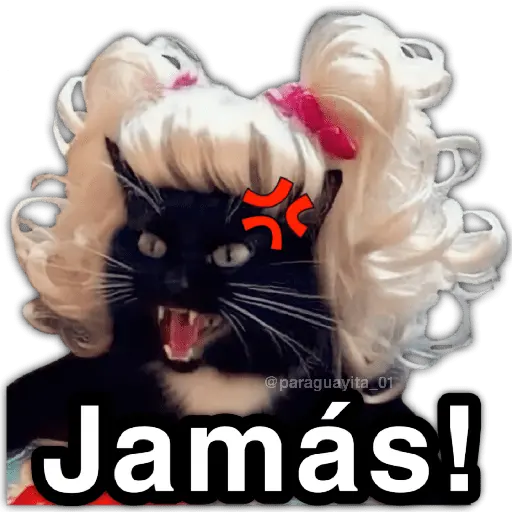🫵😾🐈‍⬛ JAMÁS!!! 🐈‍⬛😾🫵