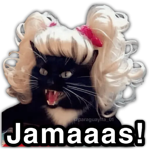 🫵😾🐈‍⬛ JAMÁS!!! 🐈‍⬛😾🫵