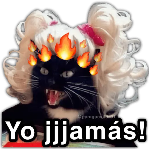 🫵😾🐈‍⬛ JAMÁS!!! 🐈‍⬛😾🫵