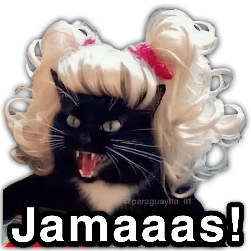 🫵😾🐈‍⬛ JAMÁS!!! 🐈‍⬛😾🫵