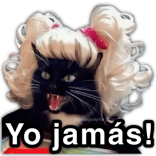 🫵😾🐈‍⬛ JAMÁS!!! 🐈‍⬛😾🫵