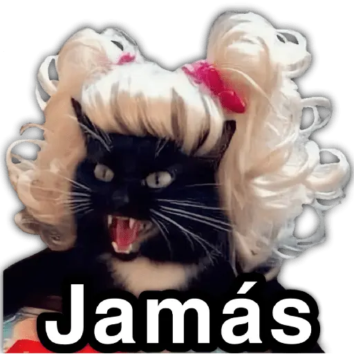 🫵😾🐈‍⬛ JAMÁS!!! 🐈‍⬛😾🫵